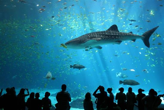 Requin baleine, Aquarium du Croisic - Camping le kerfalher