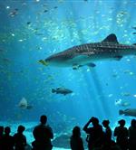 Requin baleine, Aquarium du Croisic - Camping le kerfalher