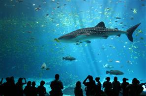 Requin baleine, Aquarium du Croisic - Camping le kerfalher