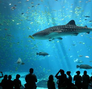 Requin baleine, Aquarium du Croisic - Camping le kerfalher