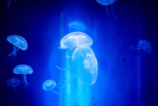 Méduses à l'aquarium du Croisic - Camping le kerfalher